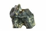 Oreodont (Merycoidodon) Tooth - South Dakota #157350-1